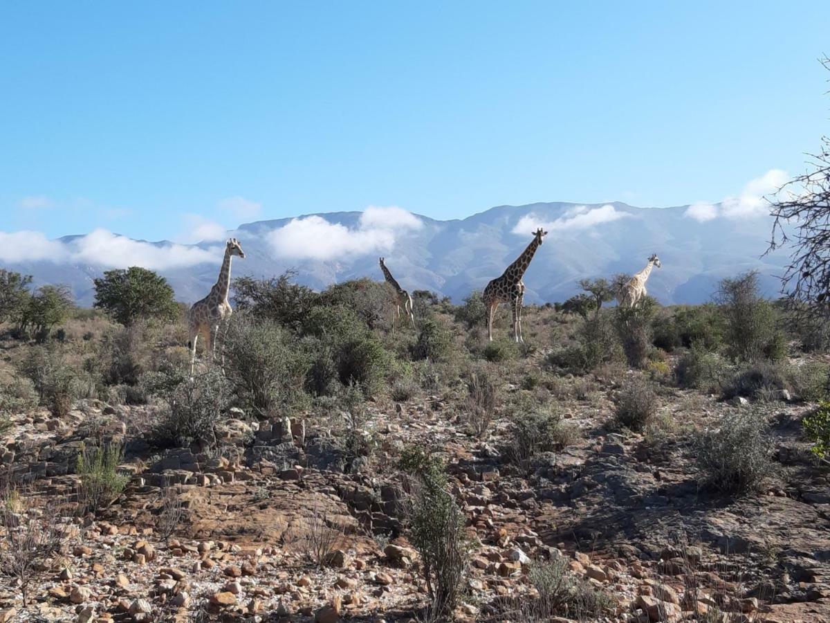 Wolverfontein Karoo Cottages 莱迪史密斯 外观 照片